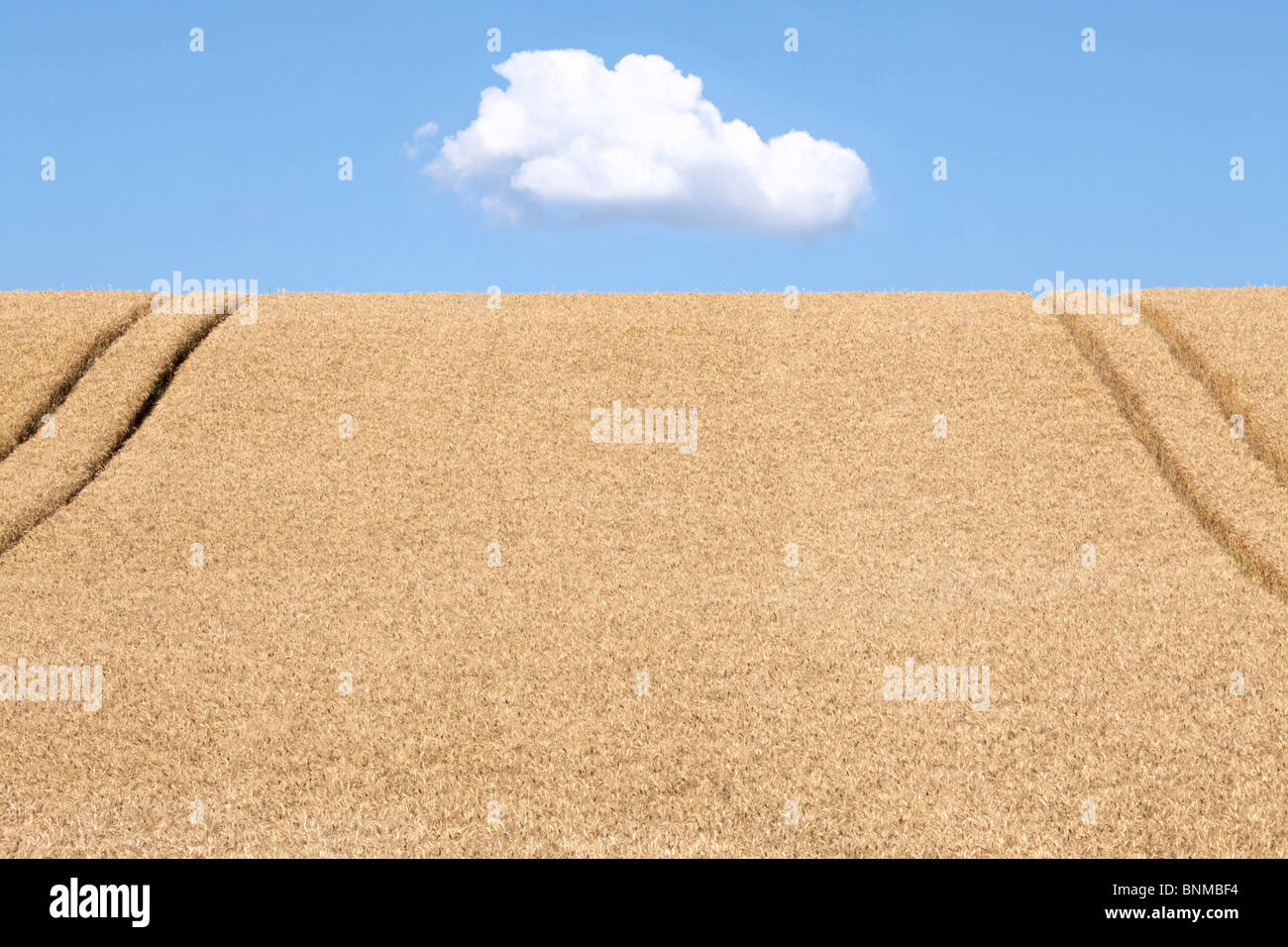 a field of wheat Stock Photo