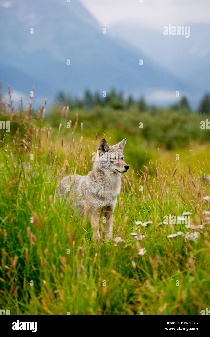 CAPTIVE coyote stands in summer flowers and grasses at the Alaska Wildlife Conservation Center, Alaska Stock Photo