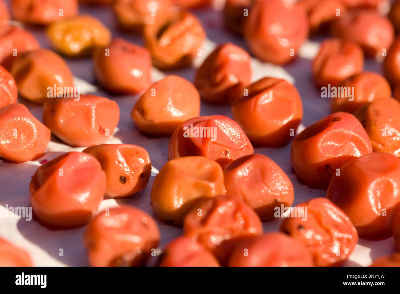 Pickled Japanese plums drying in sun - Umeboshi Stock Photo