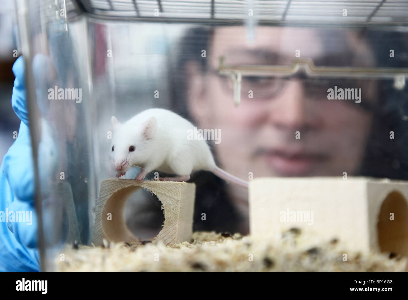 Biotechnology Laboratory. Mouse for animal experiment. DNA, cancer research. Stock Photo