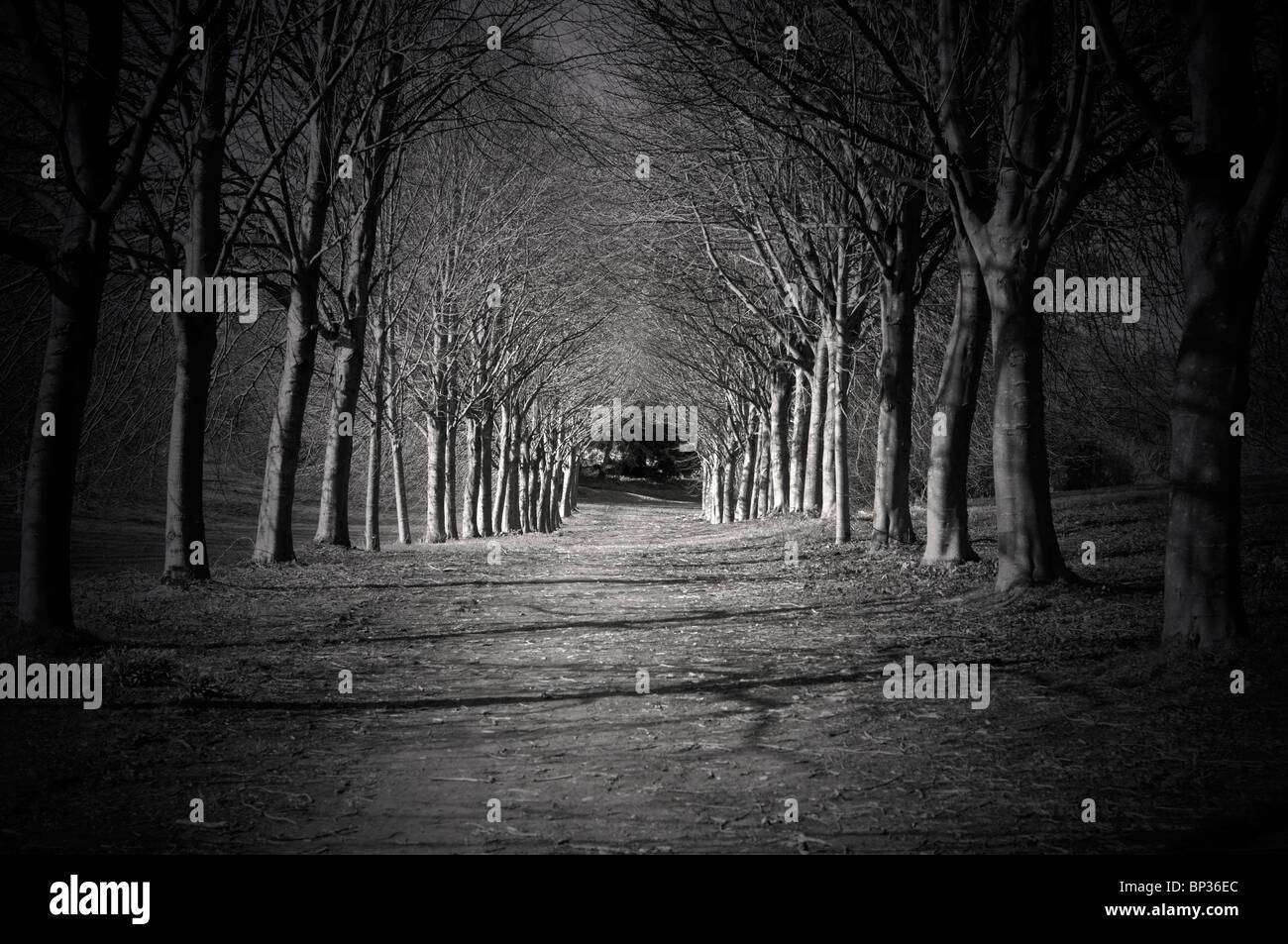 An Eerie Tunneled Tree Walk in a Forest Stock Photo