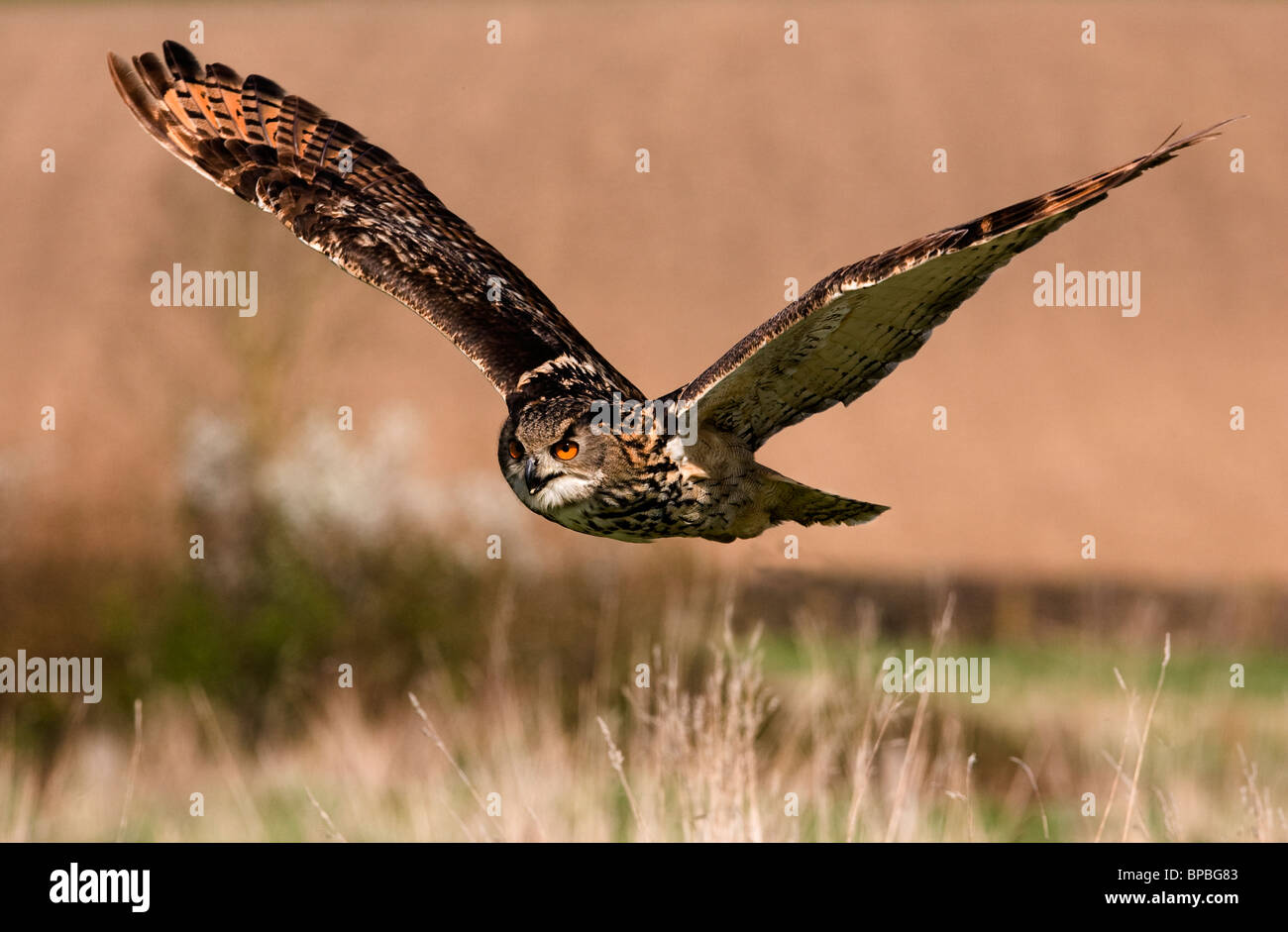 Eagle Owl in flight Stock Photo