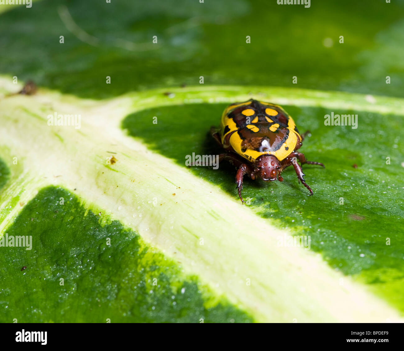 Congo Chafer Beetle opening Elytra to take flight. Stock Photo