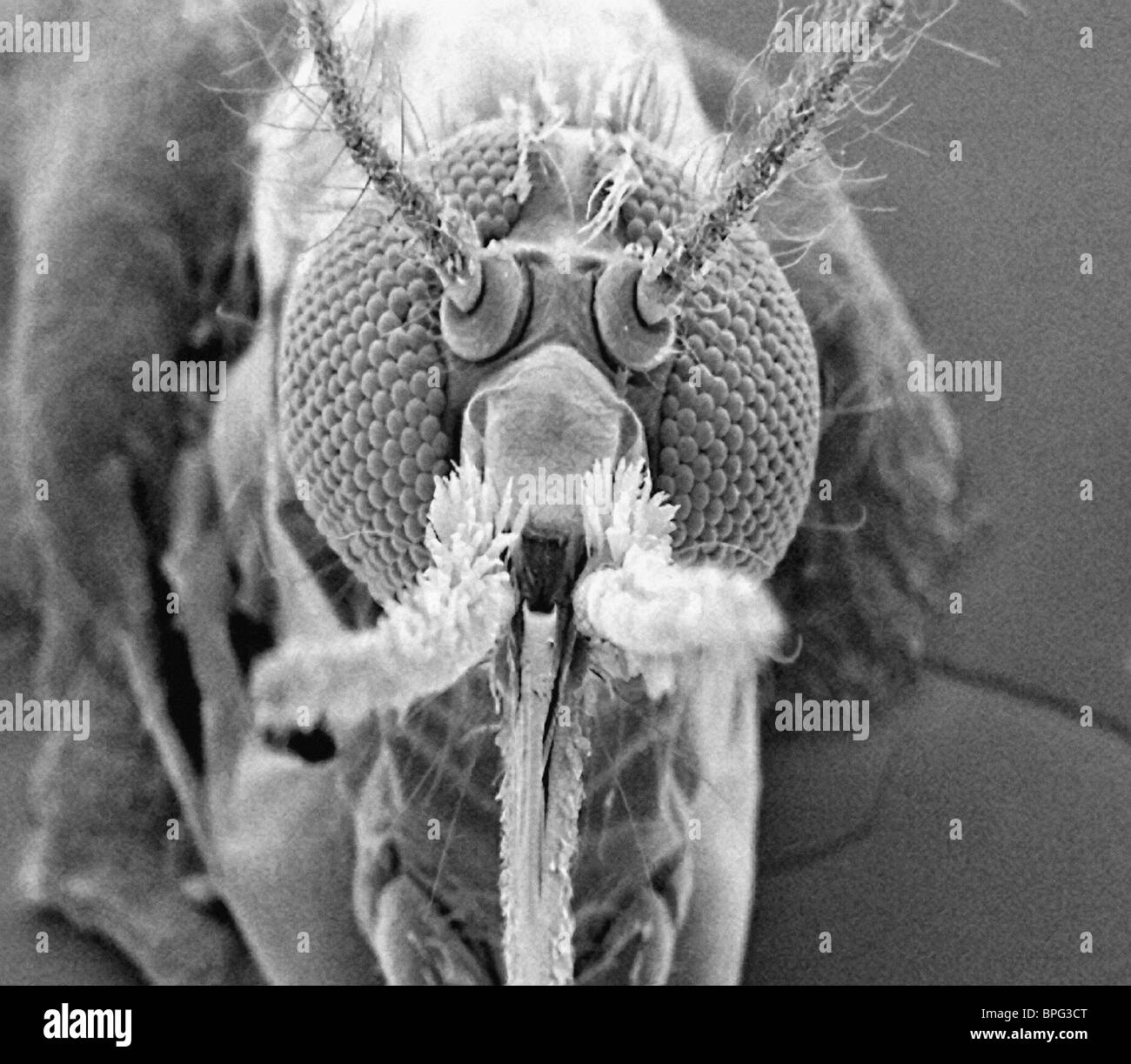 Mosquito - front view taken with the scanning electron microscope. Stock Photo