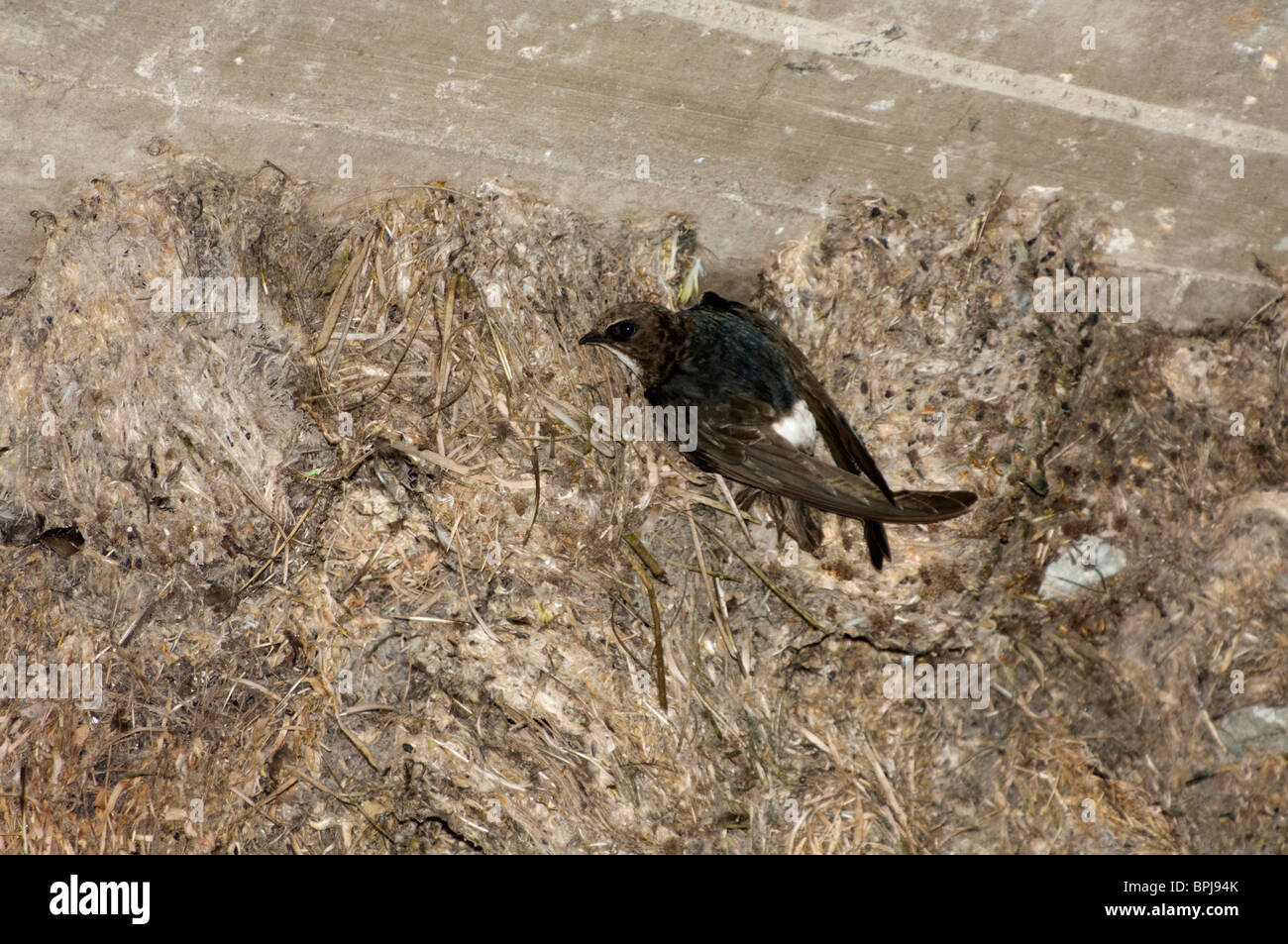 Little swift (Apus affinis) at its nest, Shimoni, Kenya Stock Photo