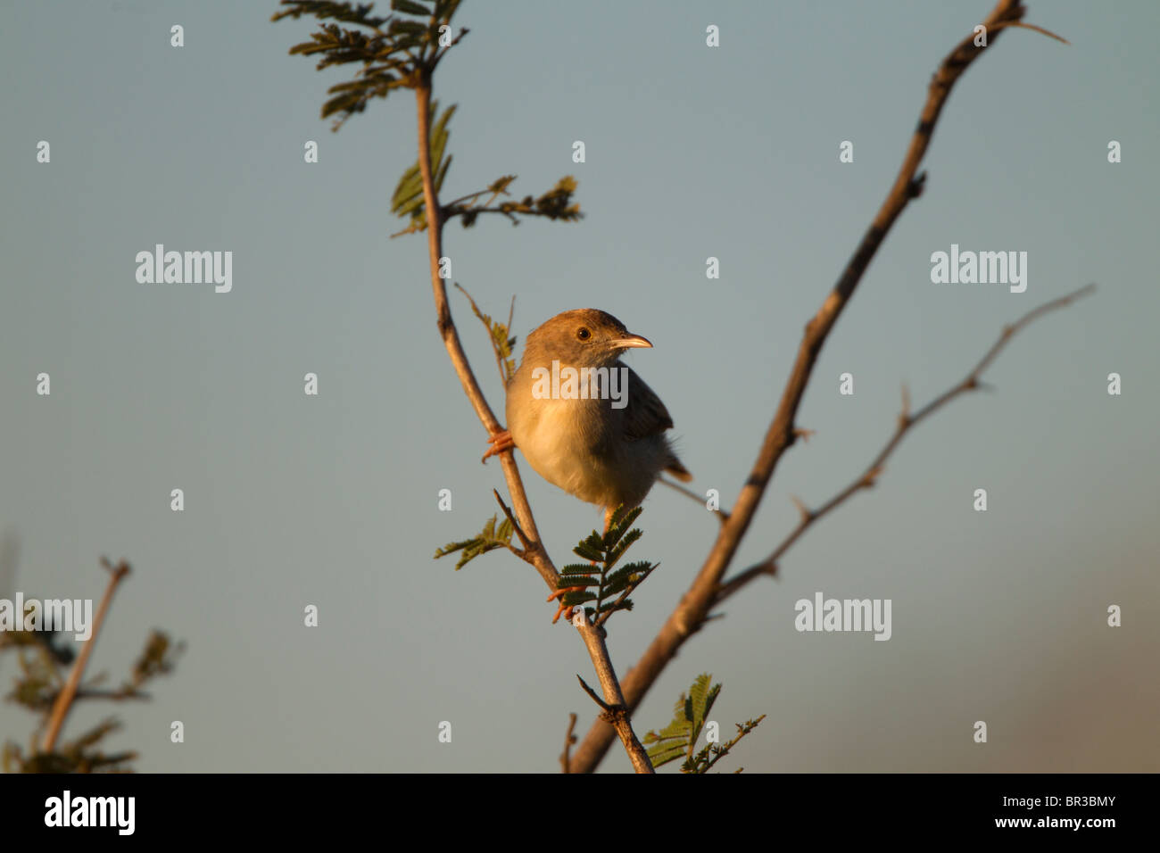 Female Cape Canary Stock Photo