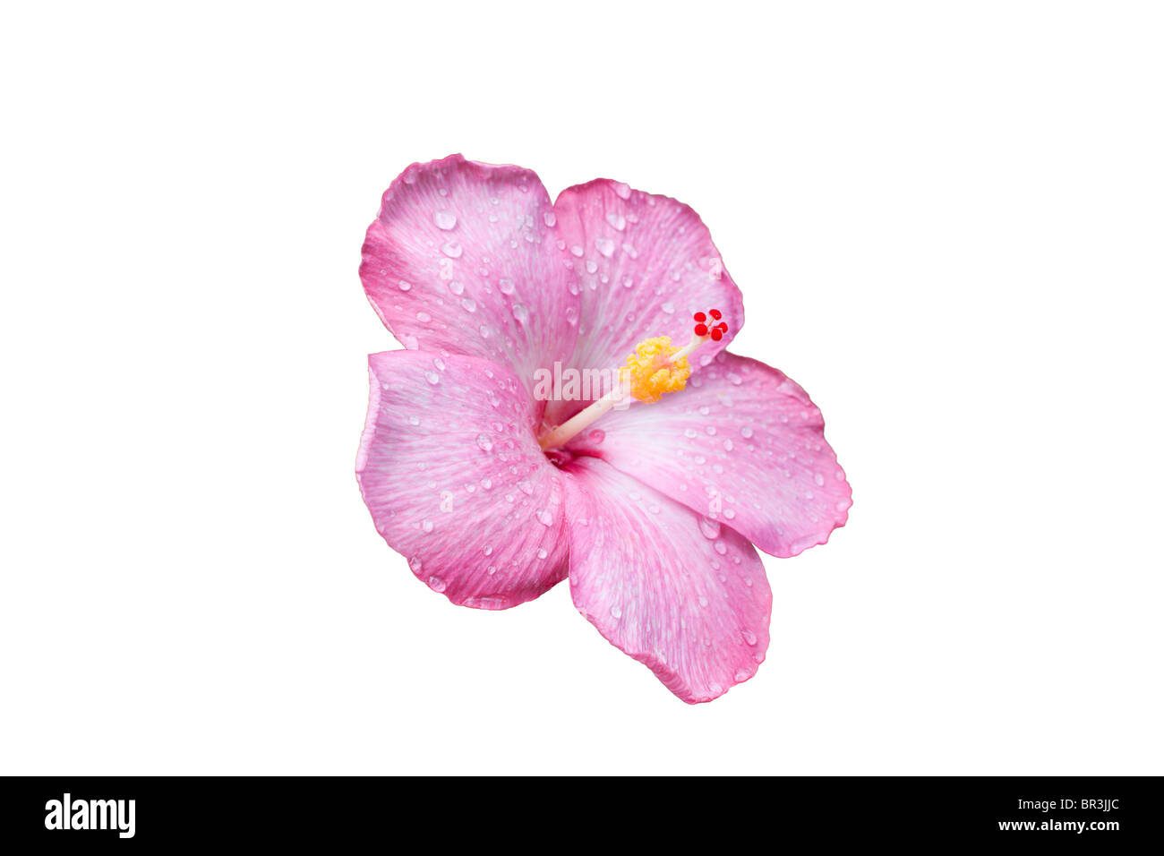 pink hibiscus flower with water droplets isolated on a white background Stock Photo