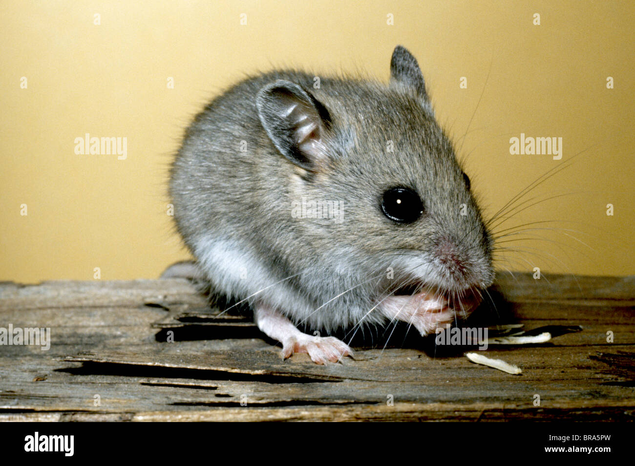 Deer Mouse eating Peromyscus maniculatus seeds North America Stock Photo