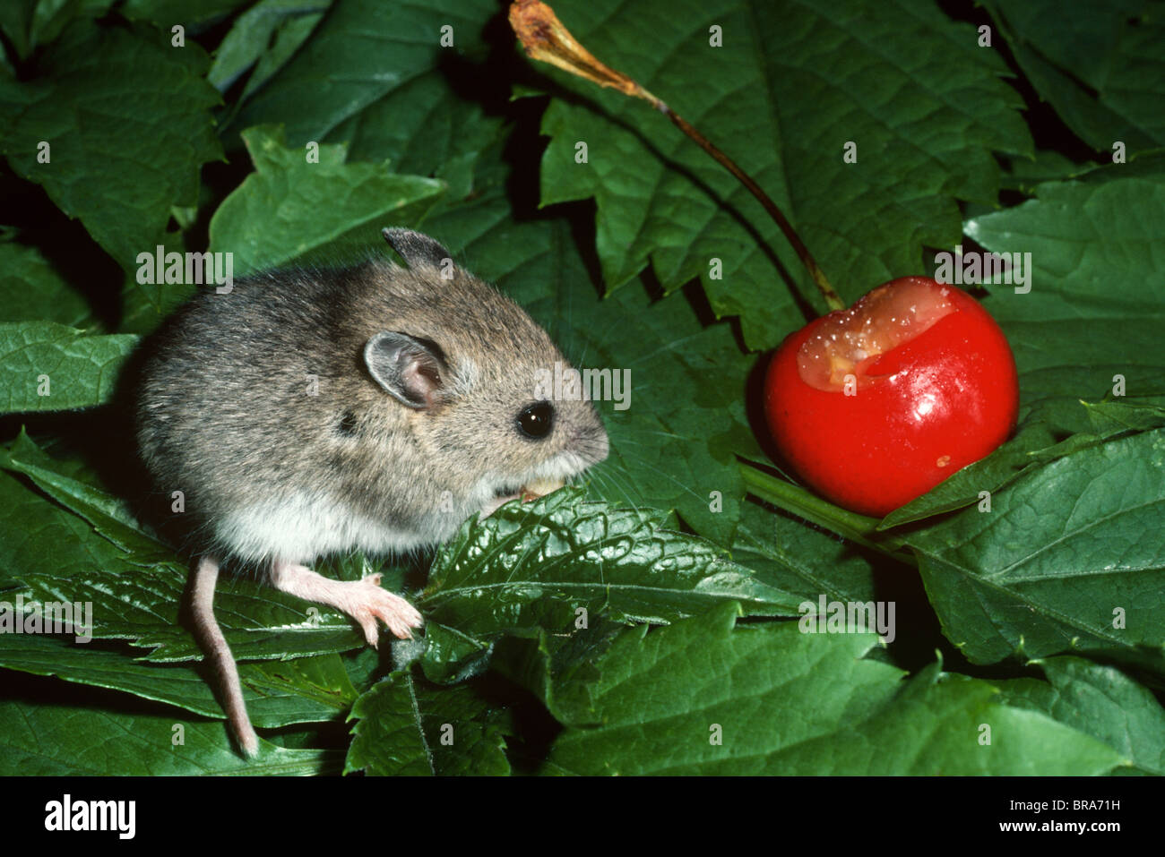 Deer Mouse Peromyscus maniculatus eating cherry North America Stock Photo