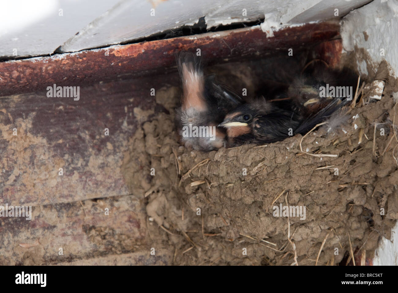 3 Barn Swallows ('Hirundo rustica') fledgling in nest under roof.Young  ready for feeding by adult 105146 Swallows Stock Photo