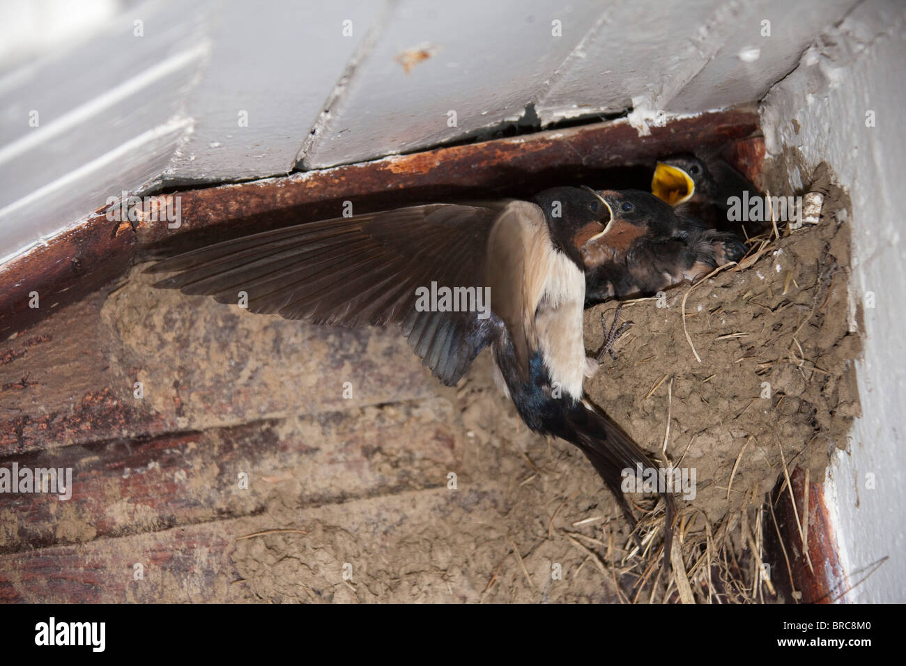 Barn Swallows ('Hirundo rustica') feeding youngs in nest under roof.wings open in flight 105172 Swallows Stock Photo