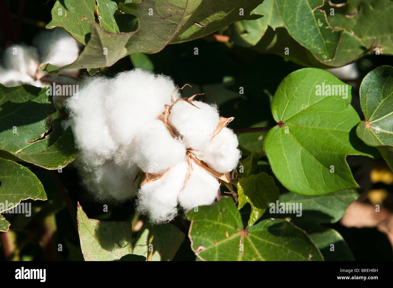 Cotton bolls develop on maturing cotton plants. Stock Photo