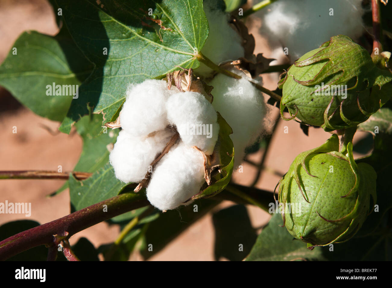 Cotton bolls develop on maturing cotton plants. Stock Photo