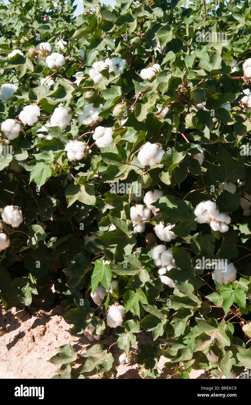 Cotton bolls develop on maturing cotton plants. Stock Photo