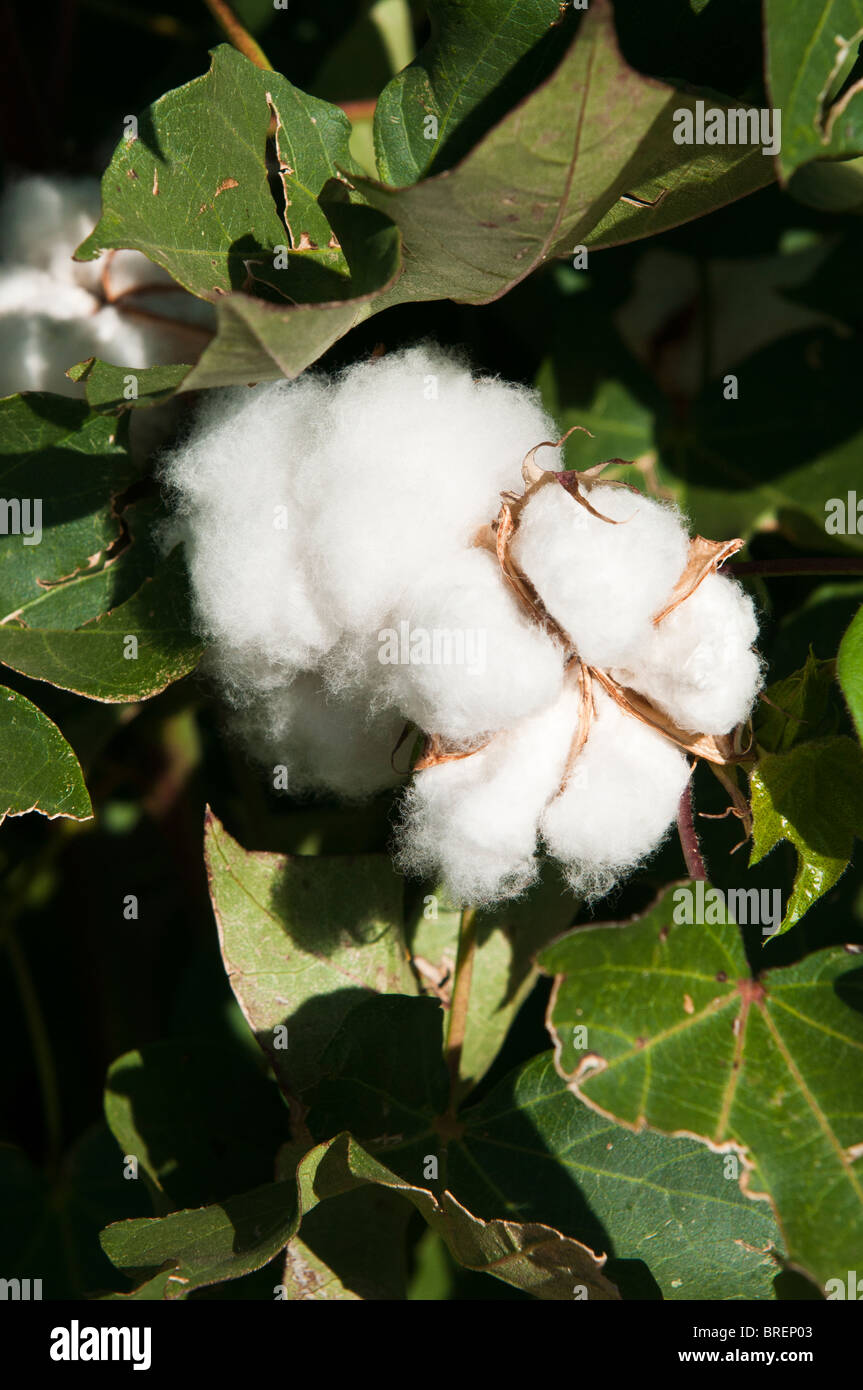 Cotton bolls develop on maturing cotton plants. Stock Photo