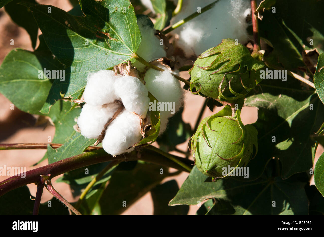 Cotton bolls develop on maturing cotton plants. Stock Photo