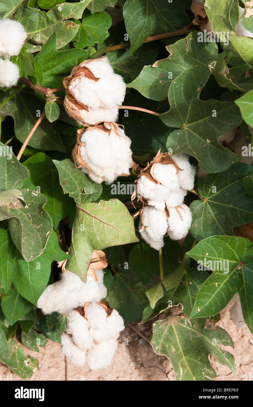 Cotton bolls develop on maturing cotton plants. Stock Photo