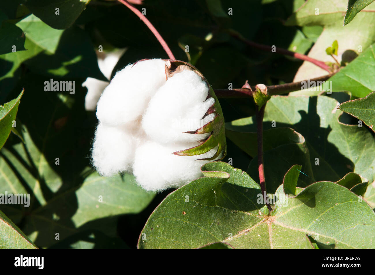 Cotton bolls develop on maturing cotton plants. Stock Photo