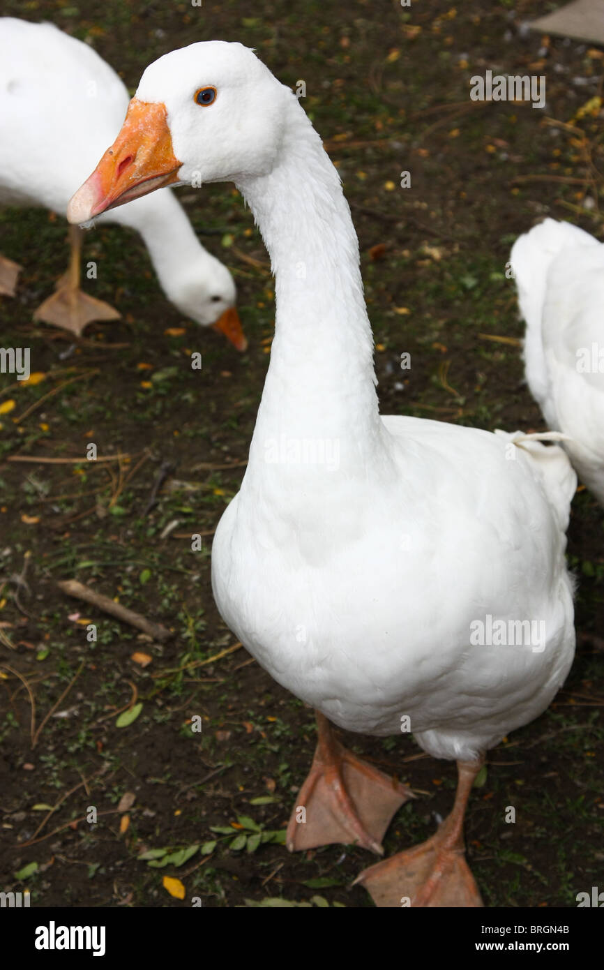 goose farm Stock Photo