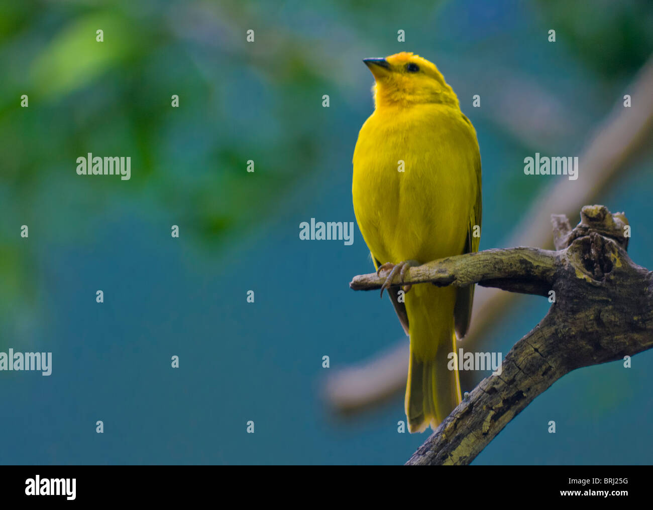 Saffron Finch Stock Photo