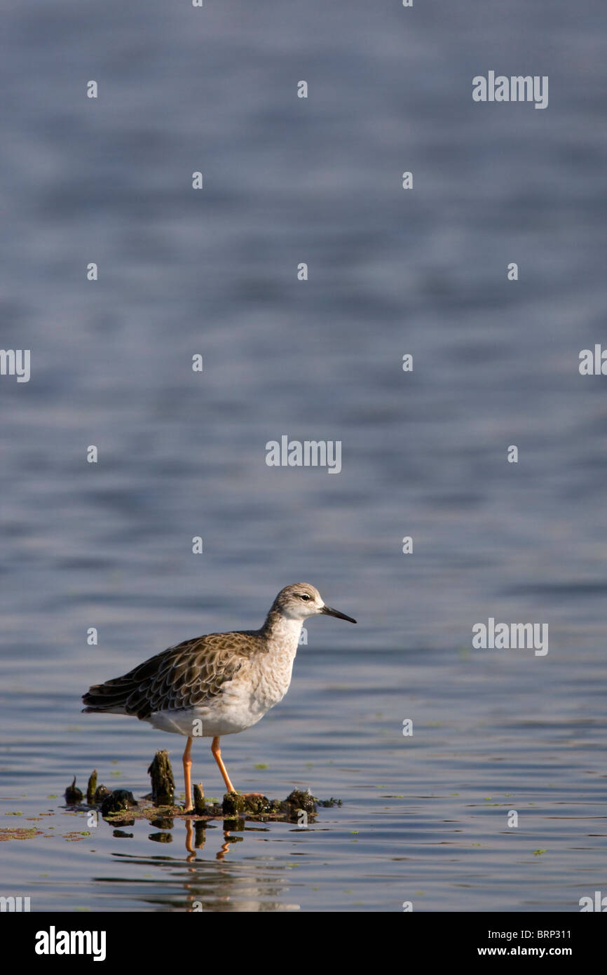 Ruff standing in water Stock Photo