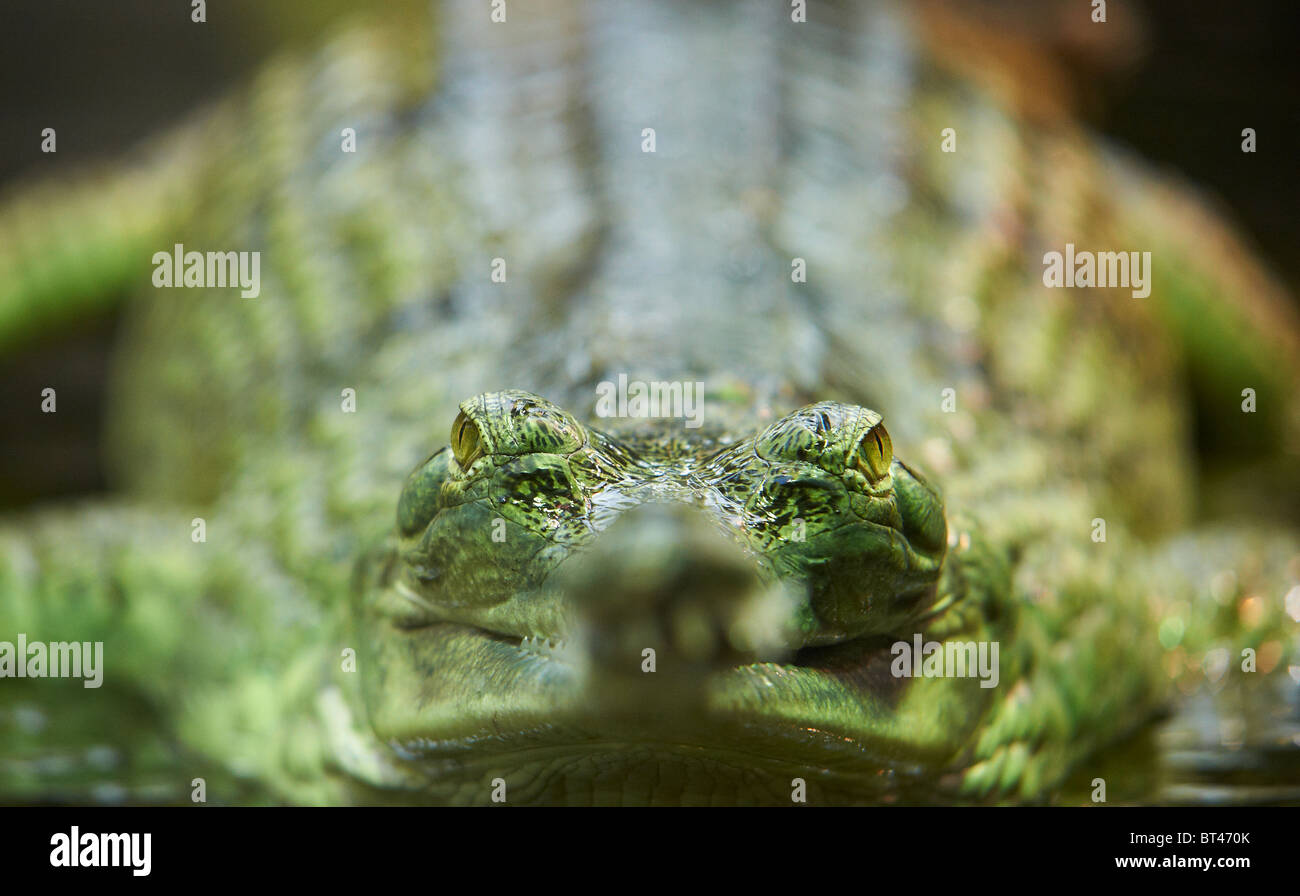 Indian Gavial, Indian Gharial, Gavialis gangeticus Stock Photo