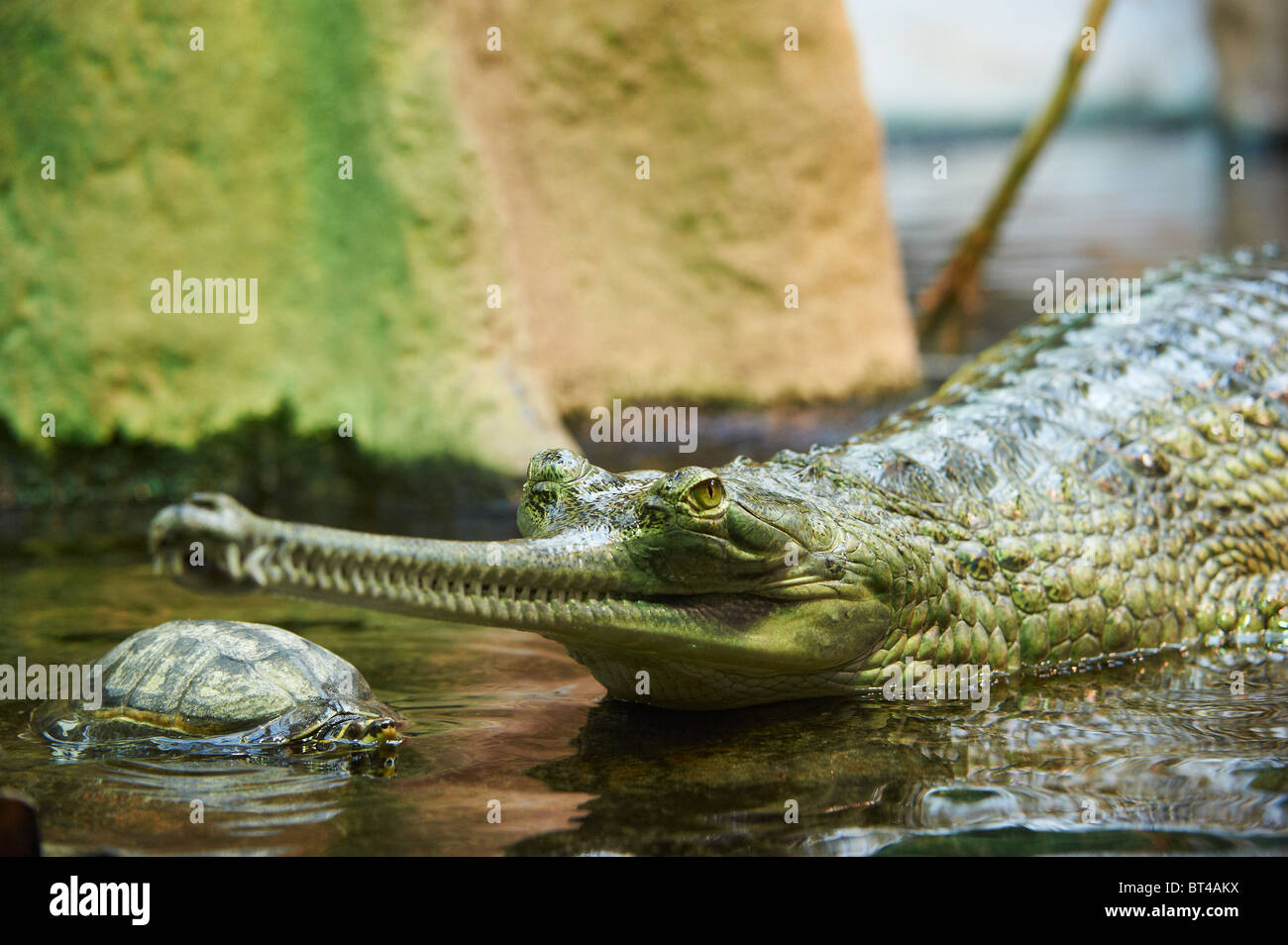 Indian Gavial, Indian Gharial, Gavialis gangeticus Stock Photo