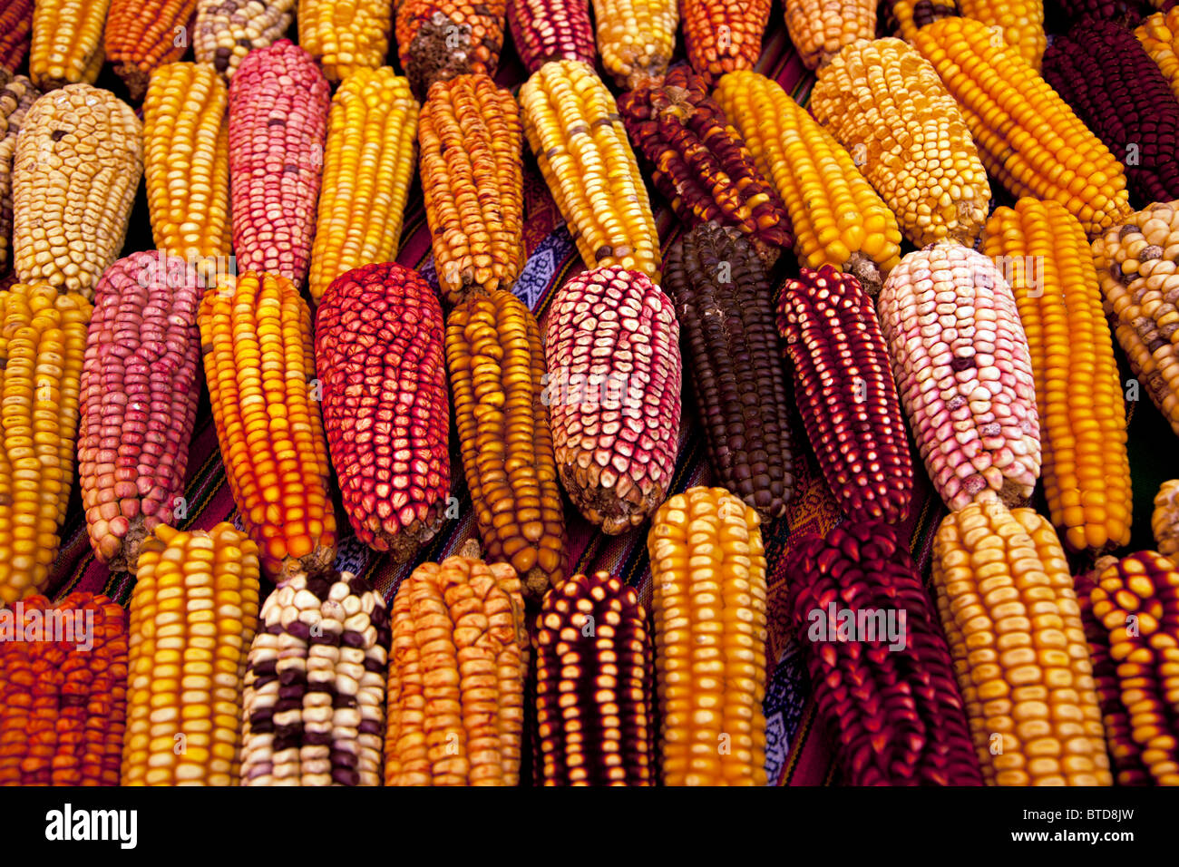 Choclo, or Peruvian large kernel corn, as seen at Lima's annual gastronomic festival, Mistura. Stock Photo