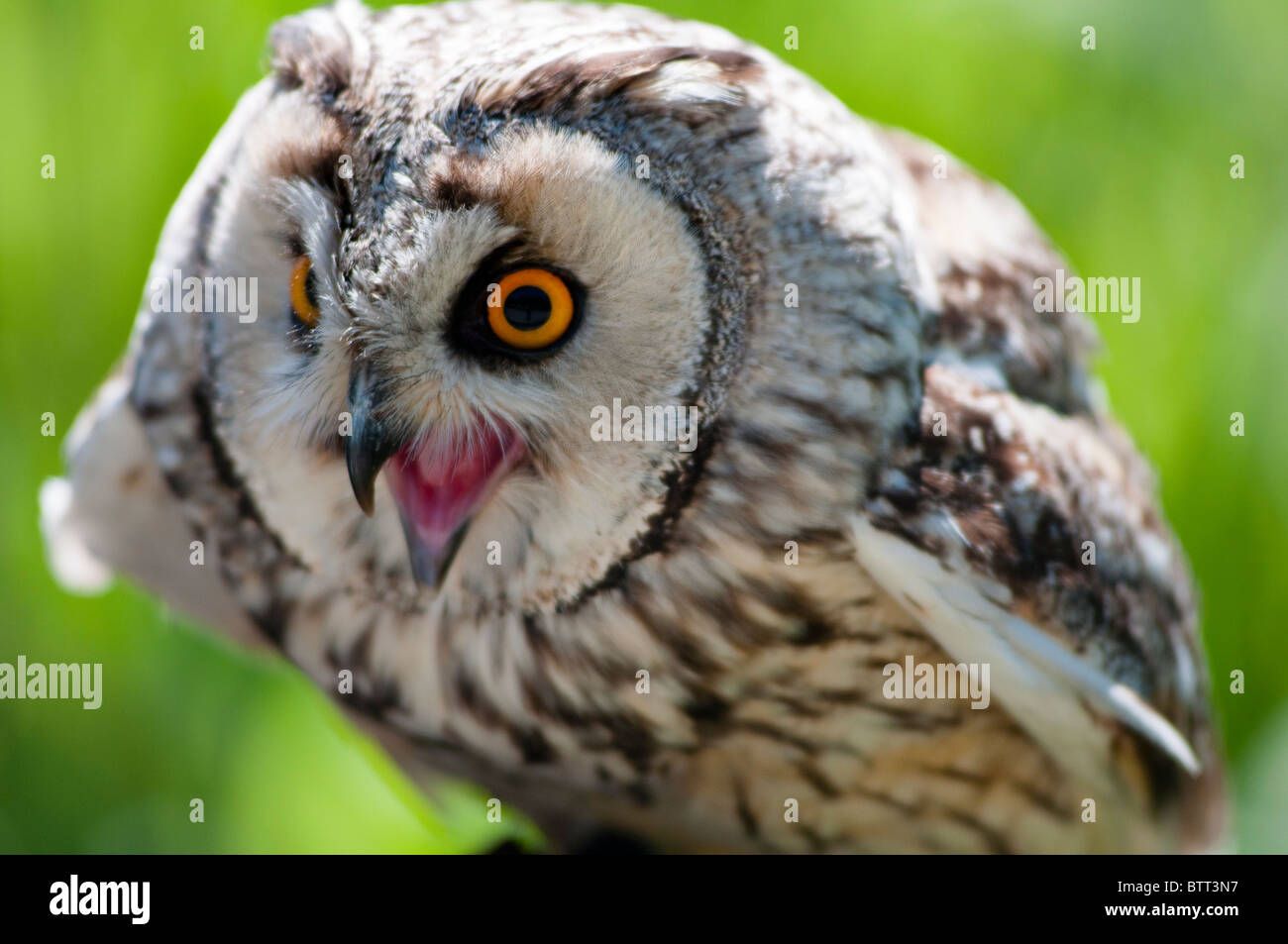 A lively Eagle owl Stock Photo