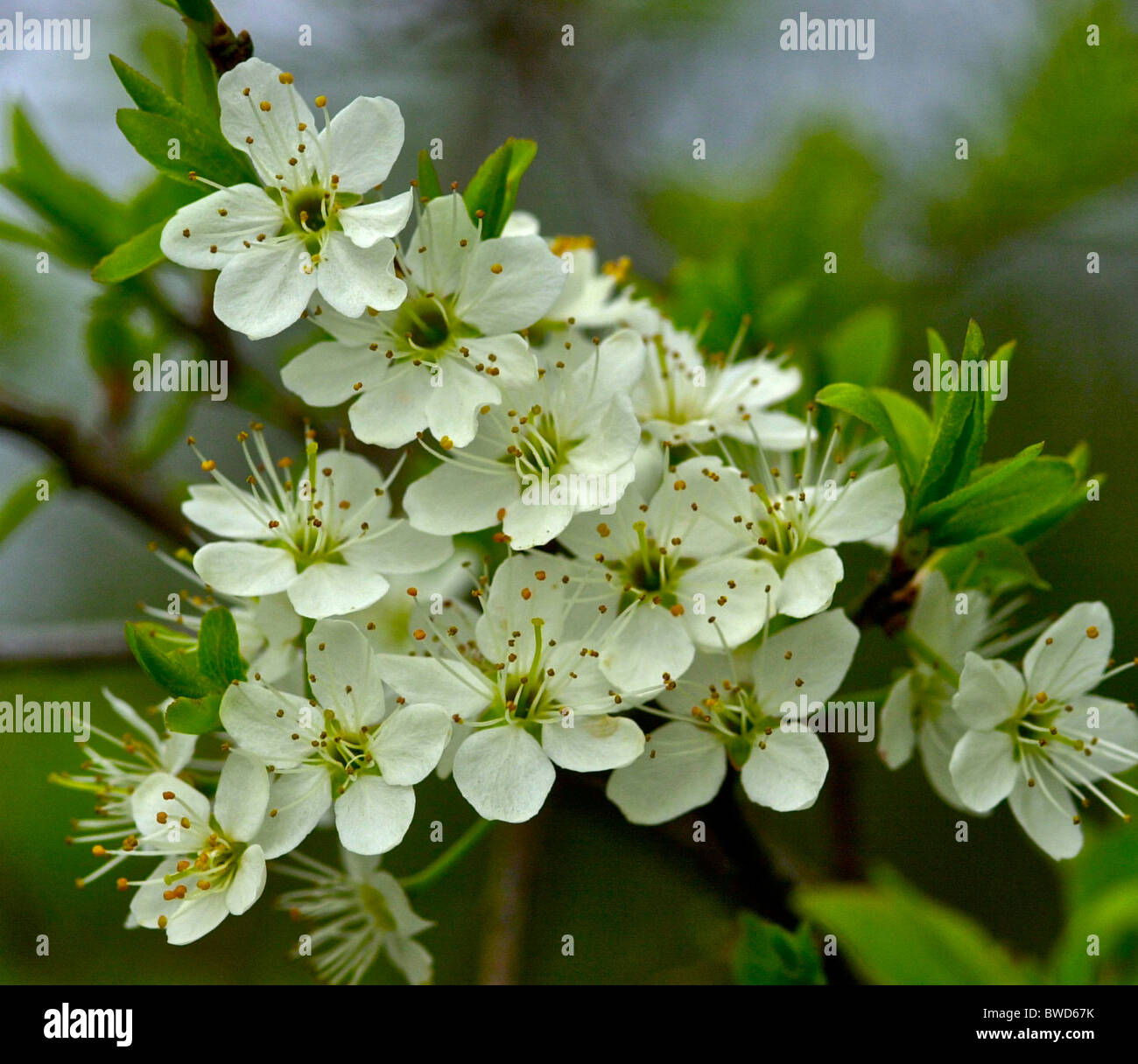 Prunus spinosa (blackthorn or sloe) is a species of Prunus native to Europe, western Asia, and locally in northwest Africa. Stock Photo