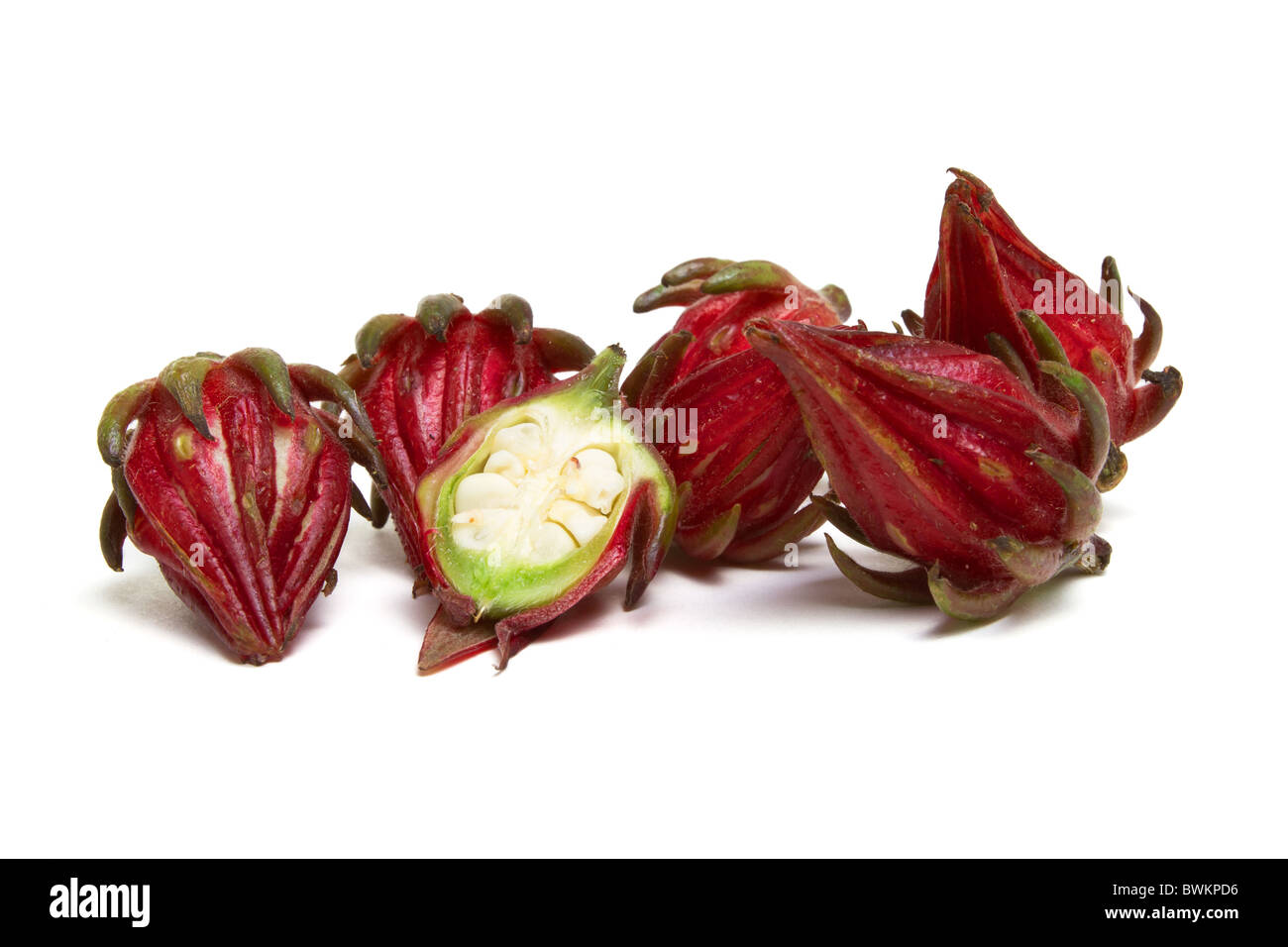 Rosella Bud from the Hibiscus family used in asian cooking to make pickles isolated on white. Stock Photo