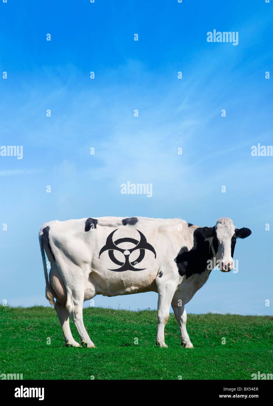 Cow and biohazard sign, artwork Stock Photo