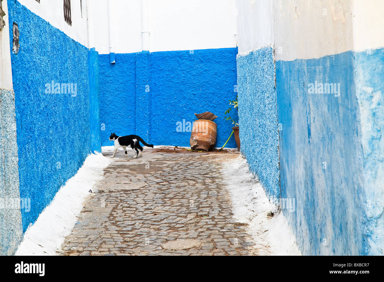 A  cat in the street of Rabat-Sale Stock Photo