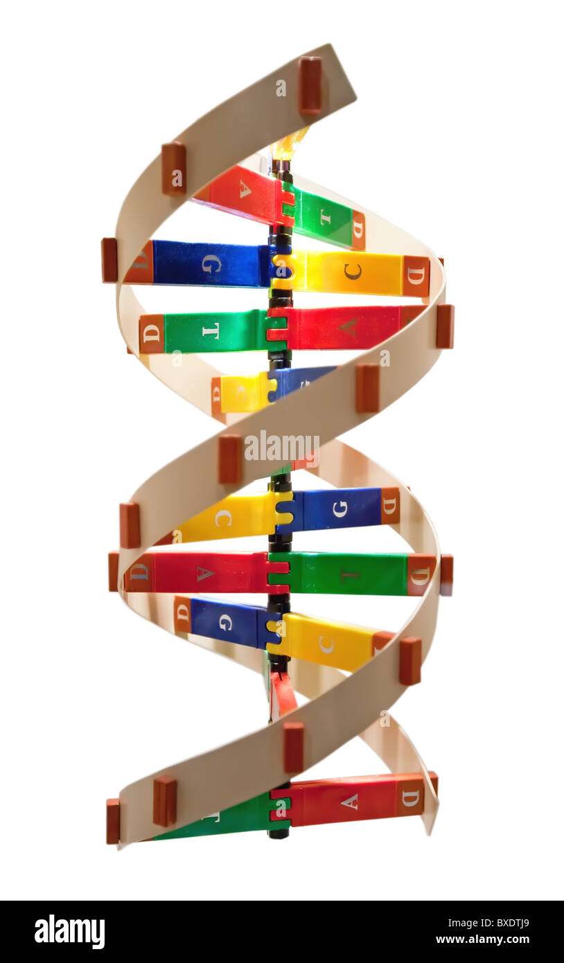 DNA Double Helix Labeled Diagram