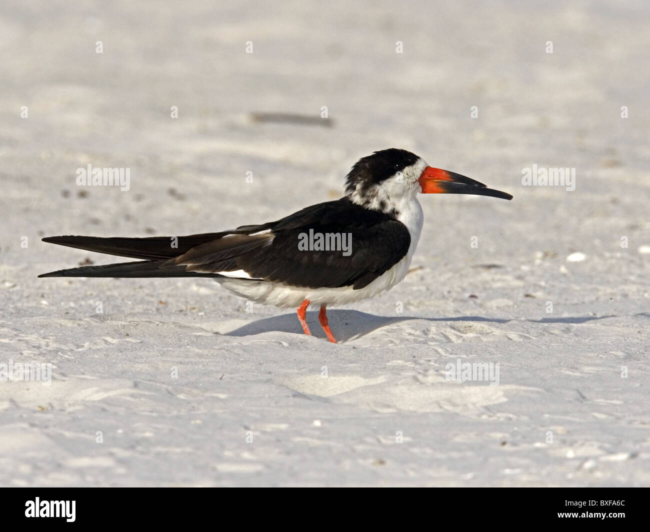 Black skimmer on beach, De Soto Stock Photo