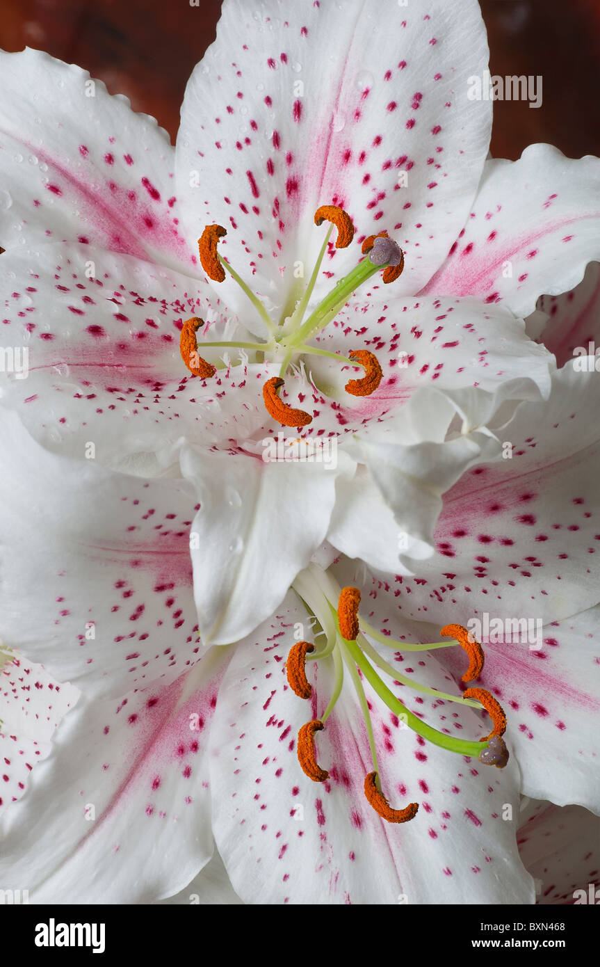 red lily flower detail macro close pollen flora Stock Photo