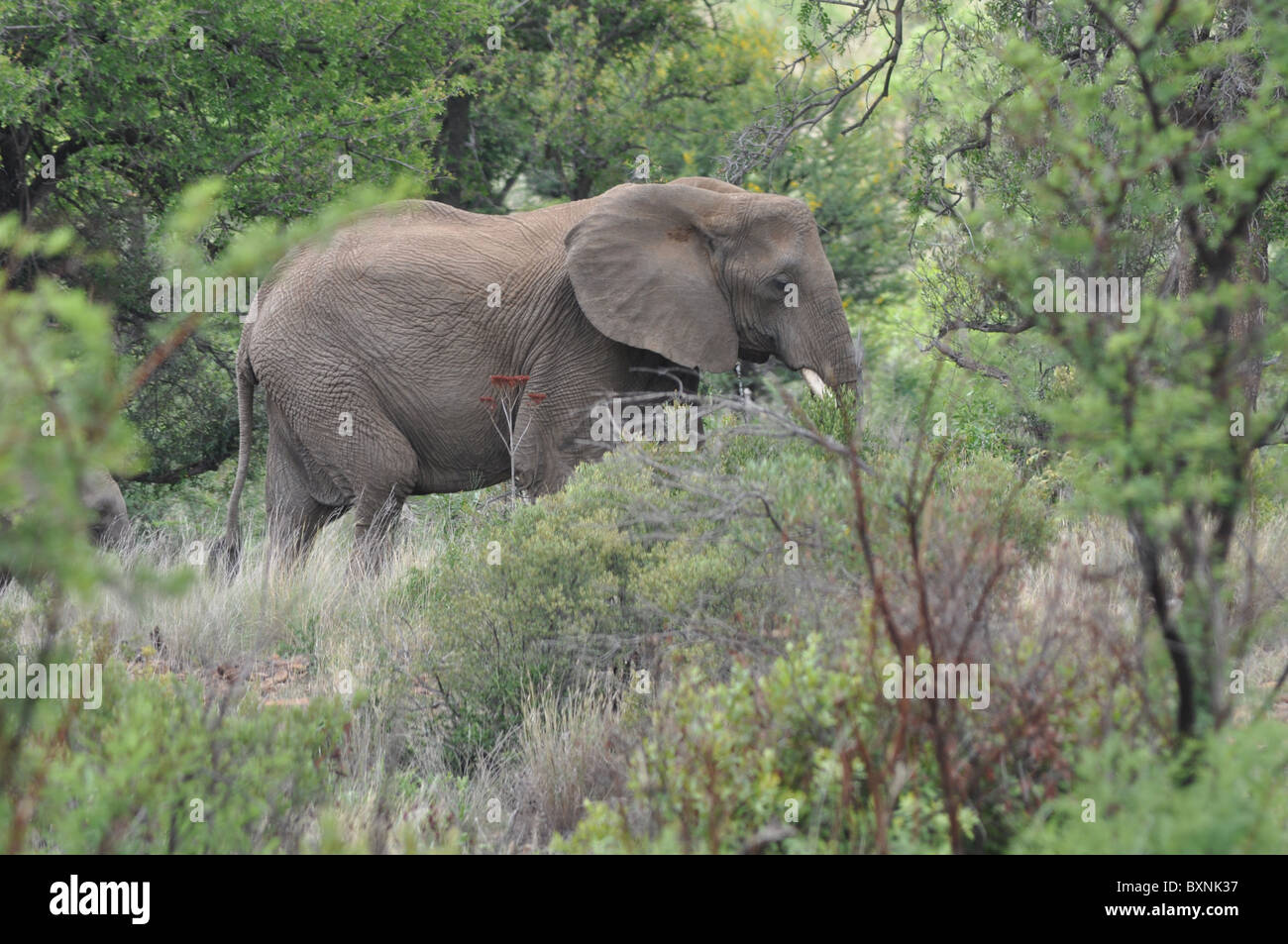 African Elephants in Addo Elephant National Park, South Africa Stock ...