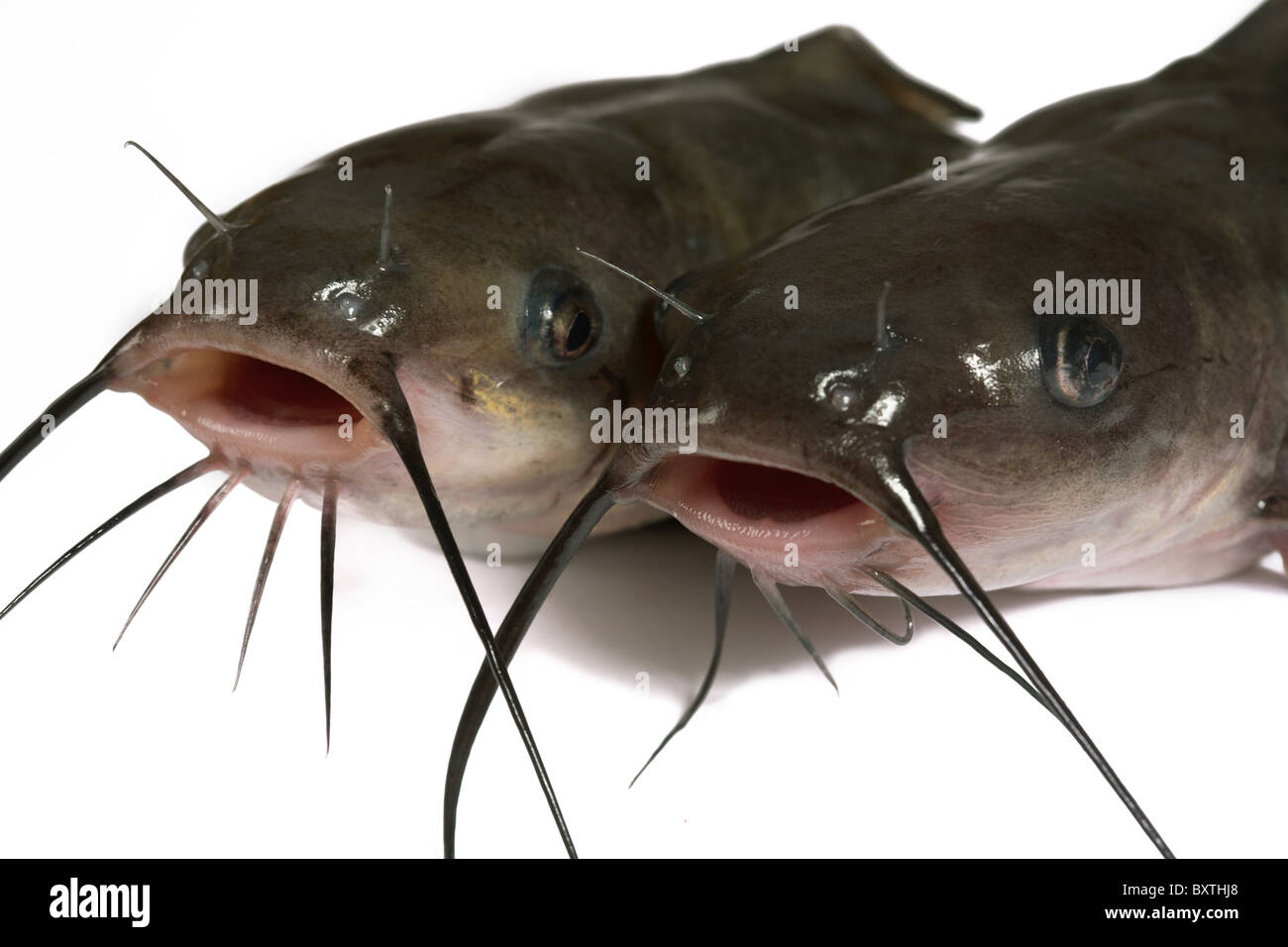 Channel catfish isolated on a white background. Traditionally American kind of a fish. Stock Photo