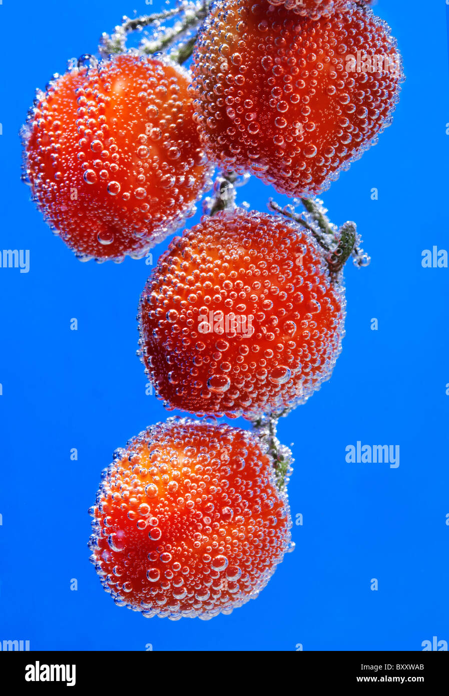 red cherry tomatoes on blue background, with water bubbles. Stock Photo