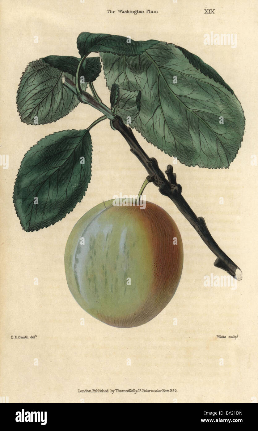 Ripe fruit and leaves of the Washington plum, Prunus domestica. Stock Photo