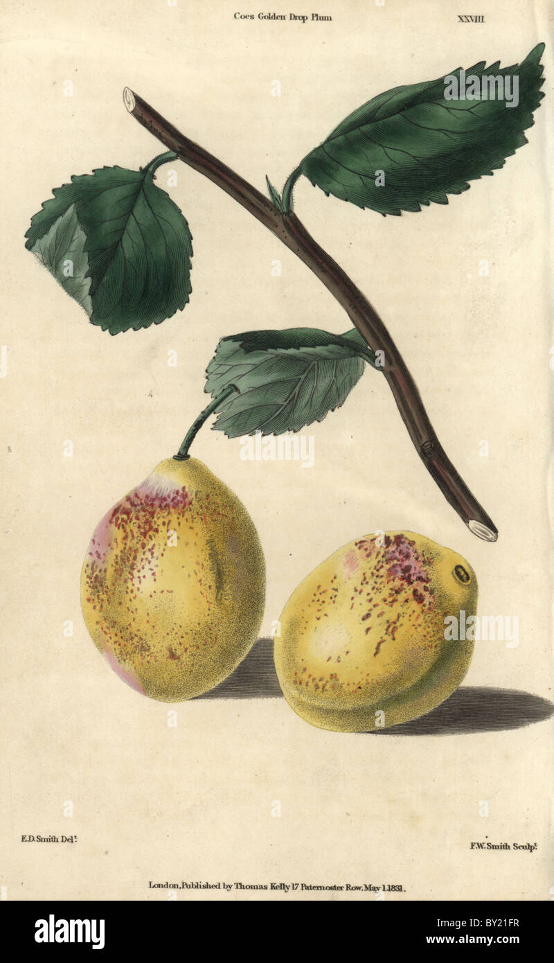 Ripe fruit and leaves of Coe's Golden Drop Plum, Prunus species. Stock Photo