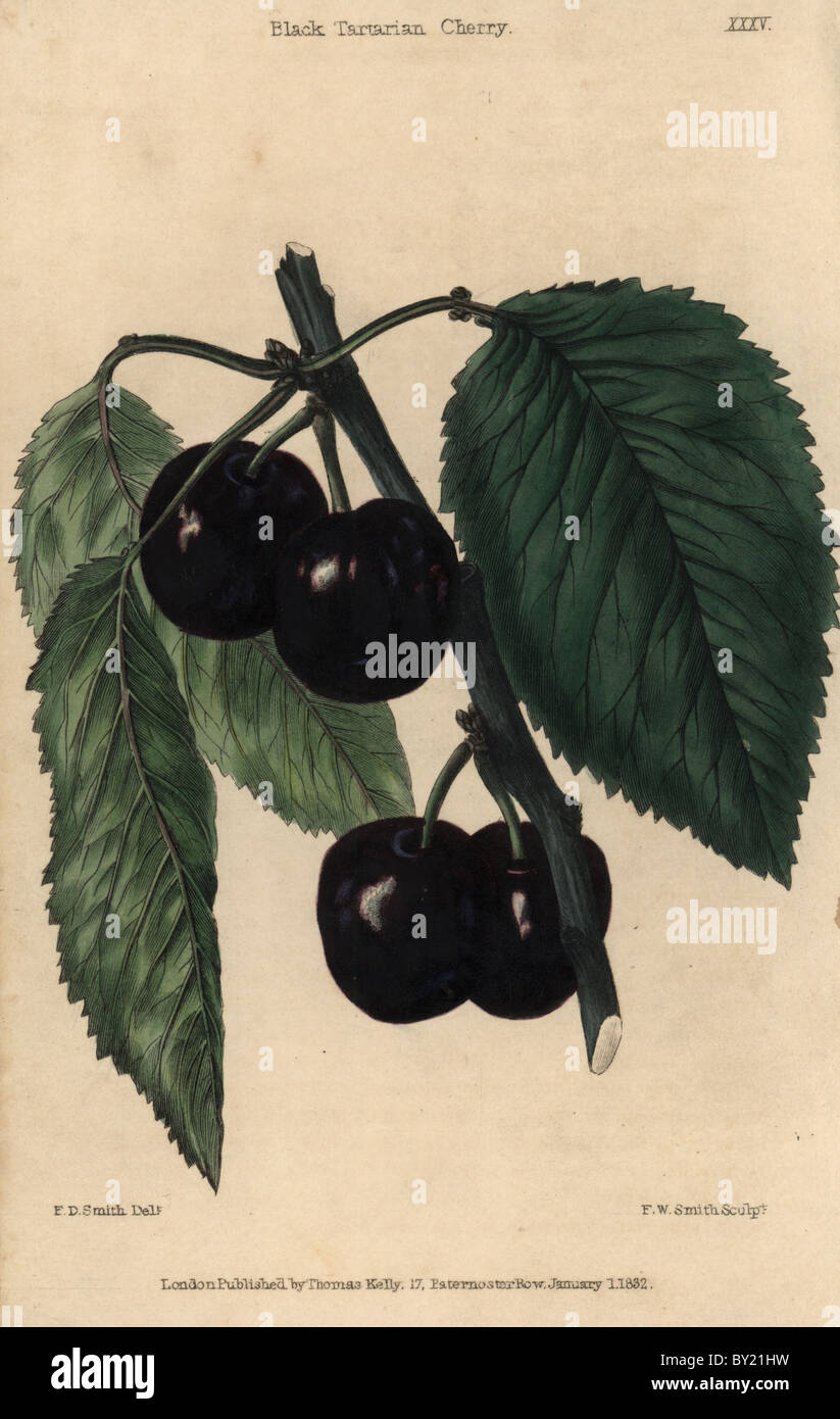 Ripe fruit and leaves of the Black Tartarian Cherry, Prunus species. Stock Photo