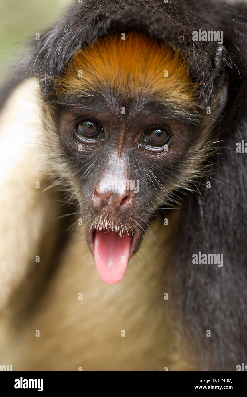 Fun Spider Monkey In Ecuadorian Primary Jungle Stock Photo