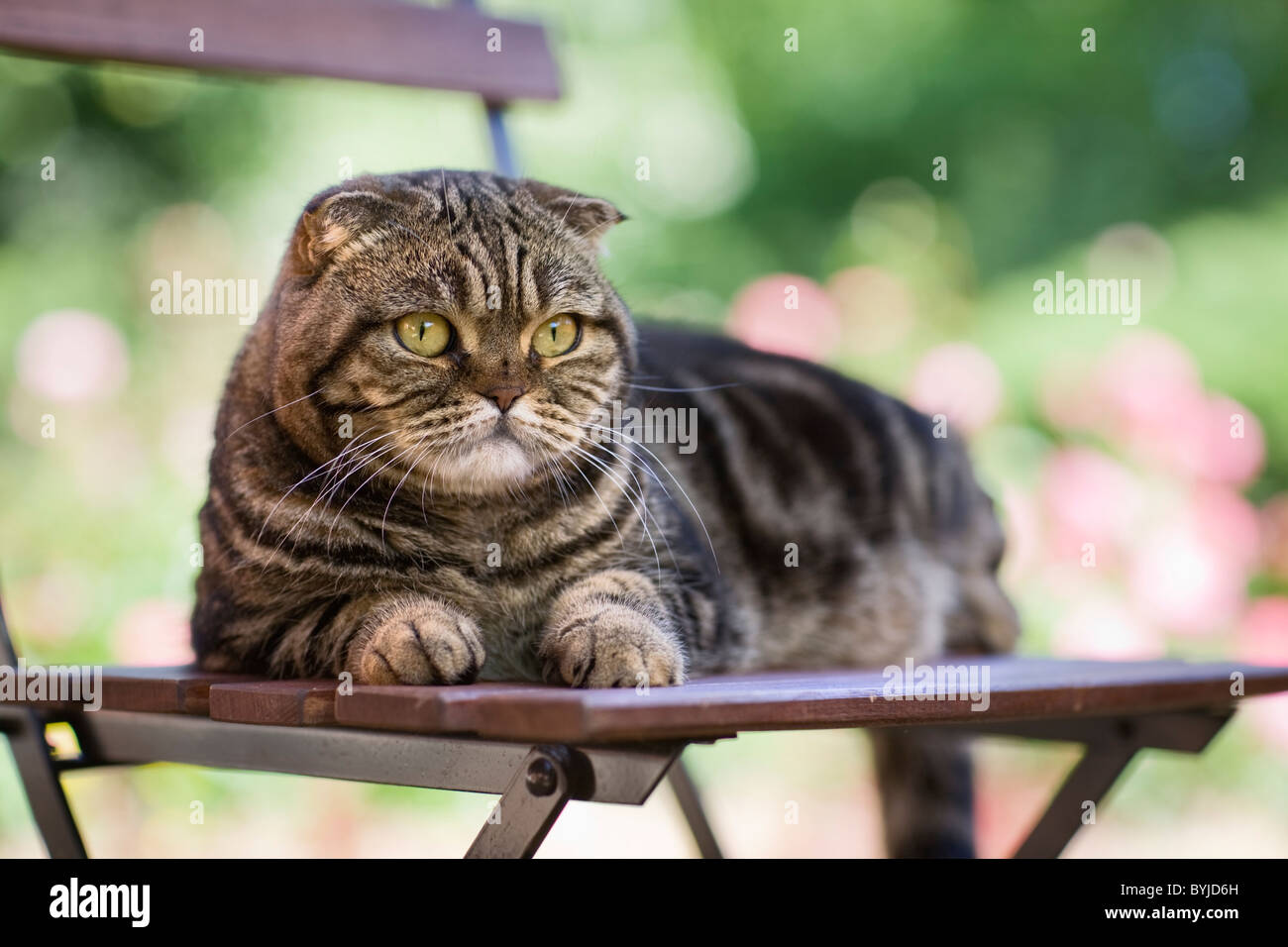 Portrait of cat lying on chair in a garden Stock Photo