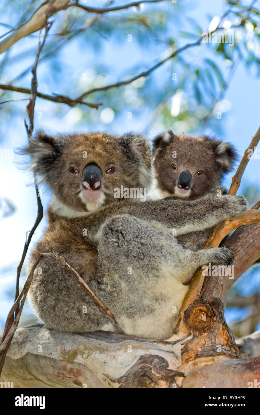 Koala mother and baby Stock Photo