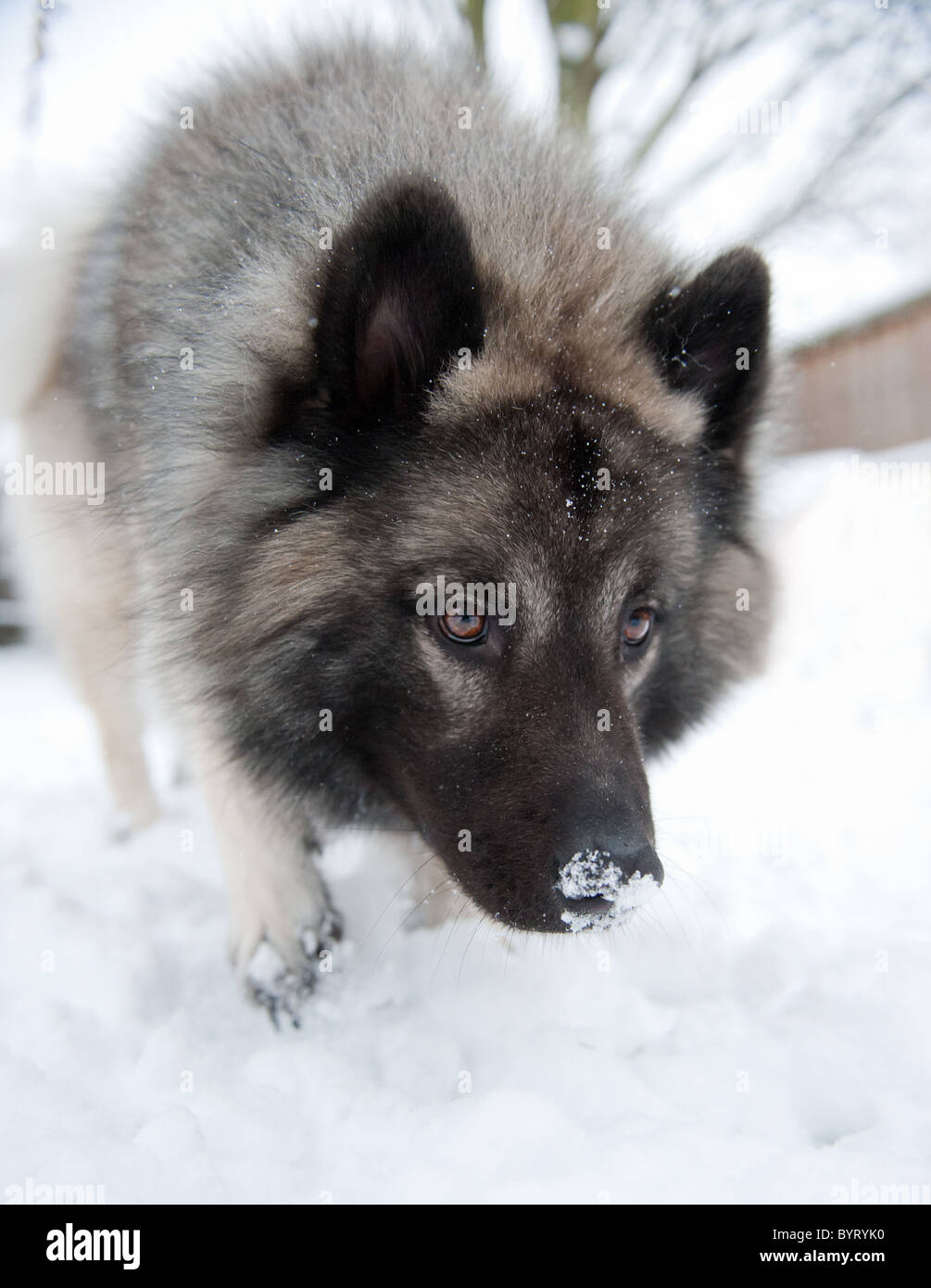 A wolf like dog walks in the snow with a hunting type appearance Stock Photo