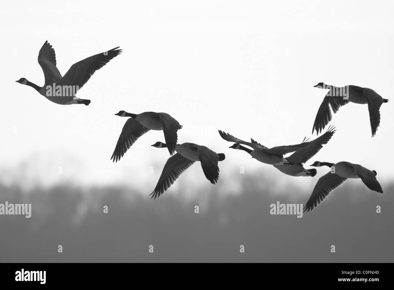 Canada Geese Stock Photo