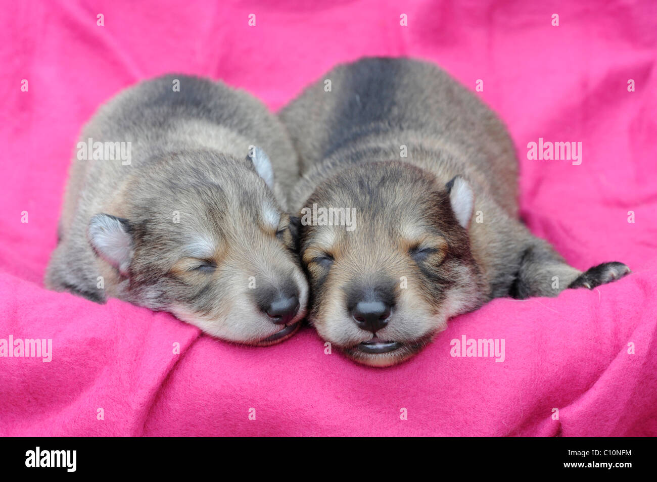 Two wolf-dog puppies, sleeping Stock Photo