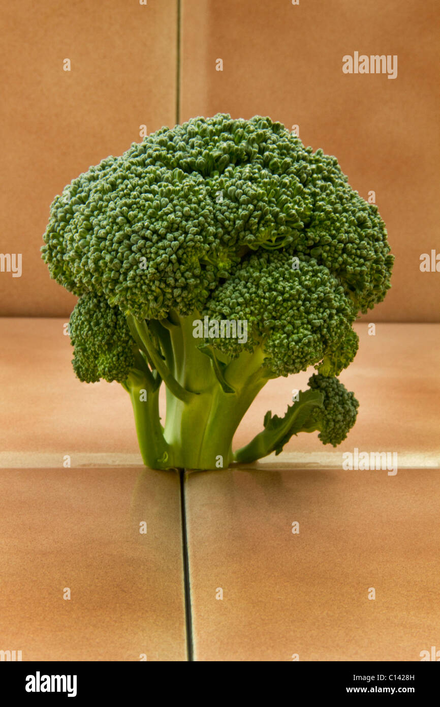 Broccoli vegetable green deep flavor texture fiber taste food healthy veggie floret raw fresh garden harvest stalk tree Stock Photo