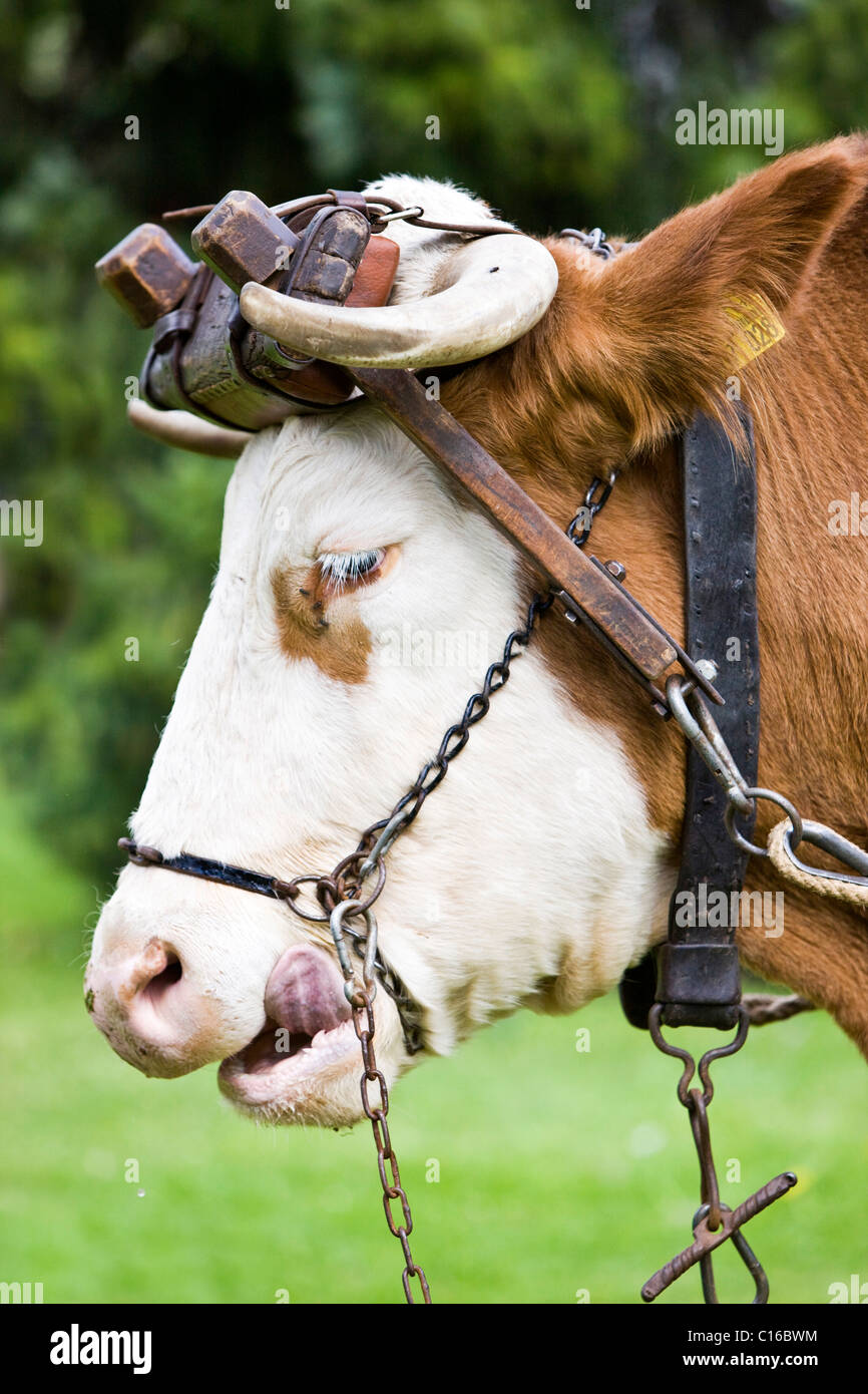 Ox wearing a harness at the Gauderfest 2008 Festival, Zell am Ziller, Zillertal Valley, North Tyrol, Austria, Europe Stock Photo